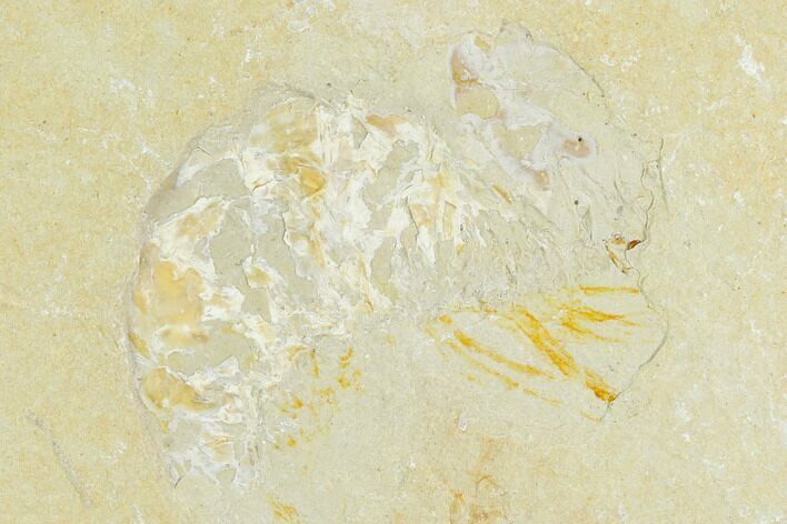 Cretaceous Fossil Shrimp - Lebanon #123934